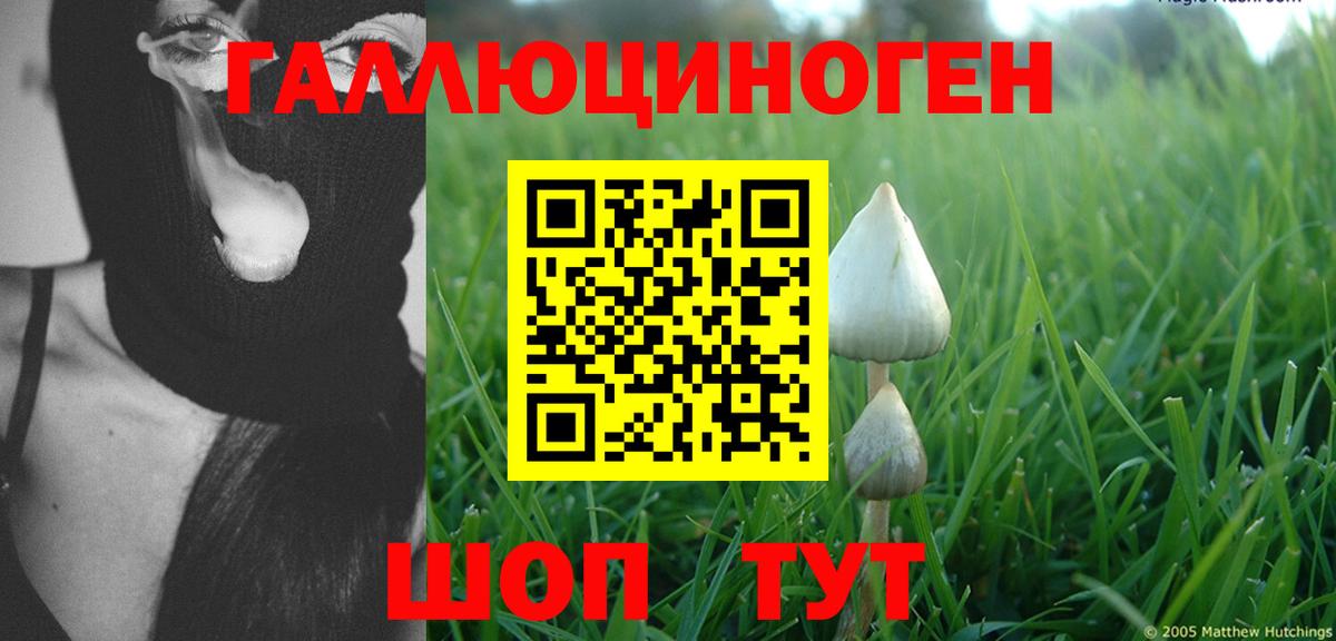 Псилоцибиновые грибы Psilocybine cubensis Пенза